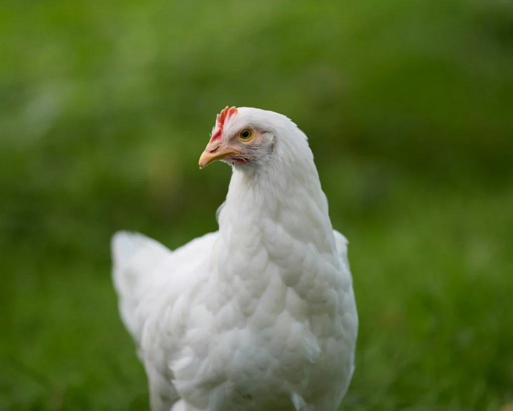 white chicken in a field
